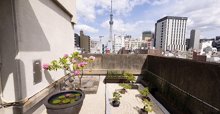 屋上庭園の花